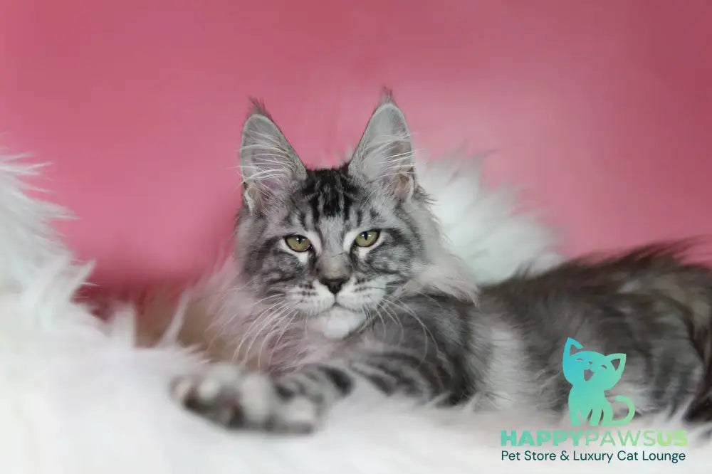 Kai Maine Coon male black silver tabby live animals