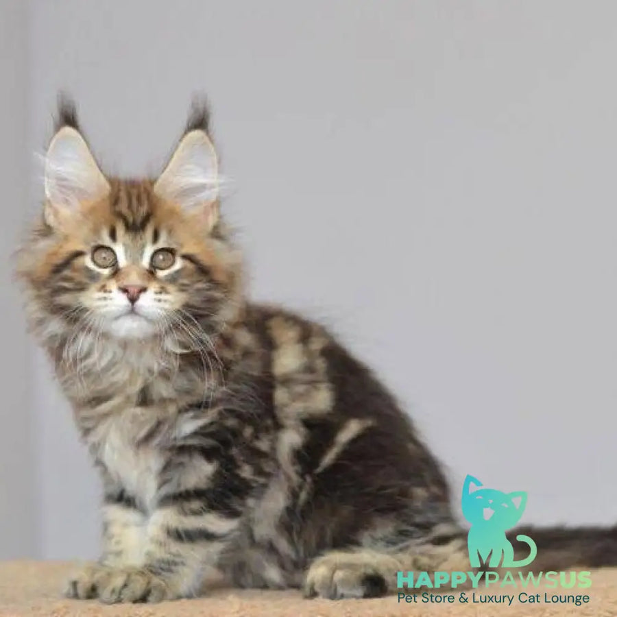 Kai Maine Coon male black tabby - live animals
