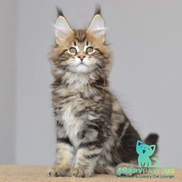 Kai Maine Coon male black tabby - live animals