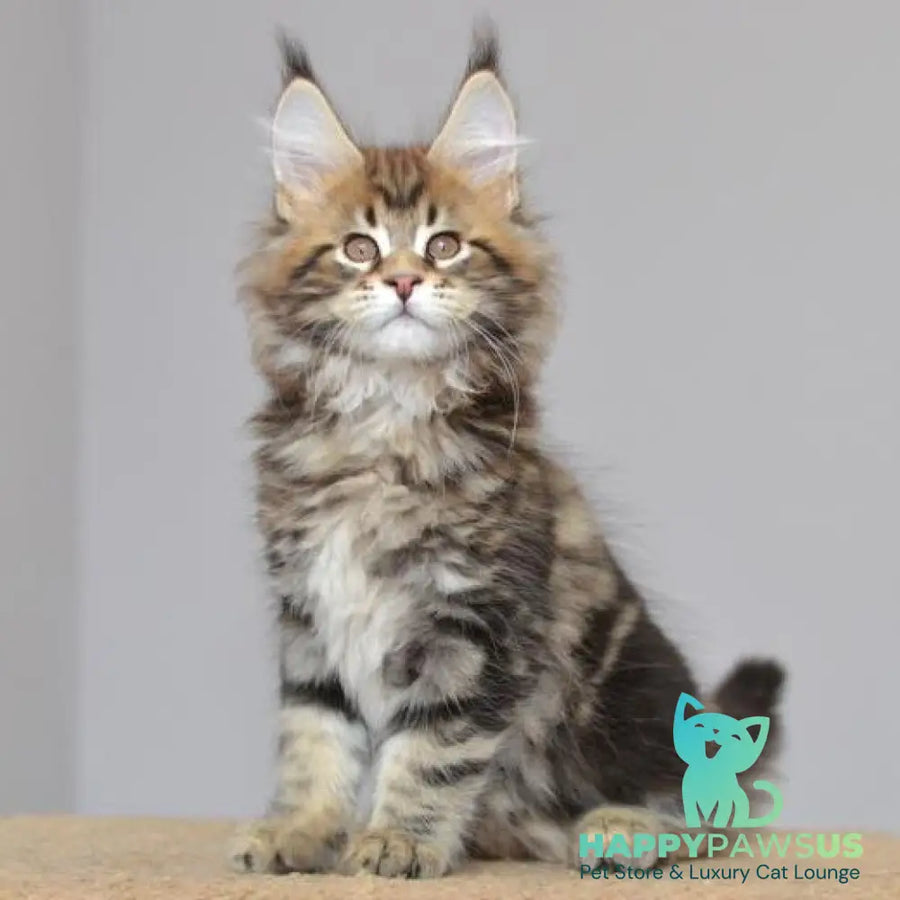 Kai Maine Coon male black tabby - live animals