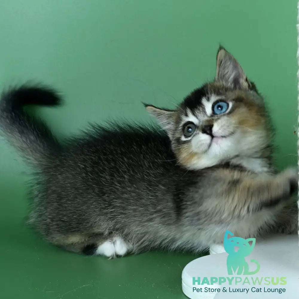 Kai Munchkin male black ticked tabby - live animals