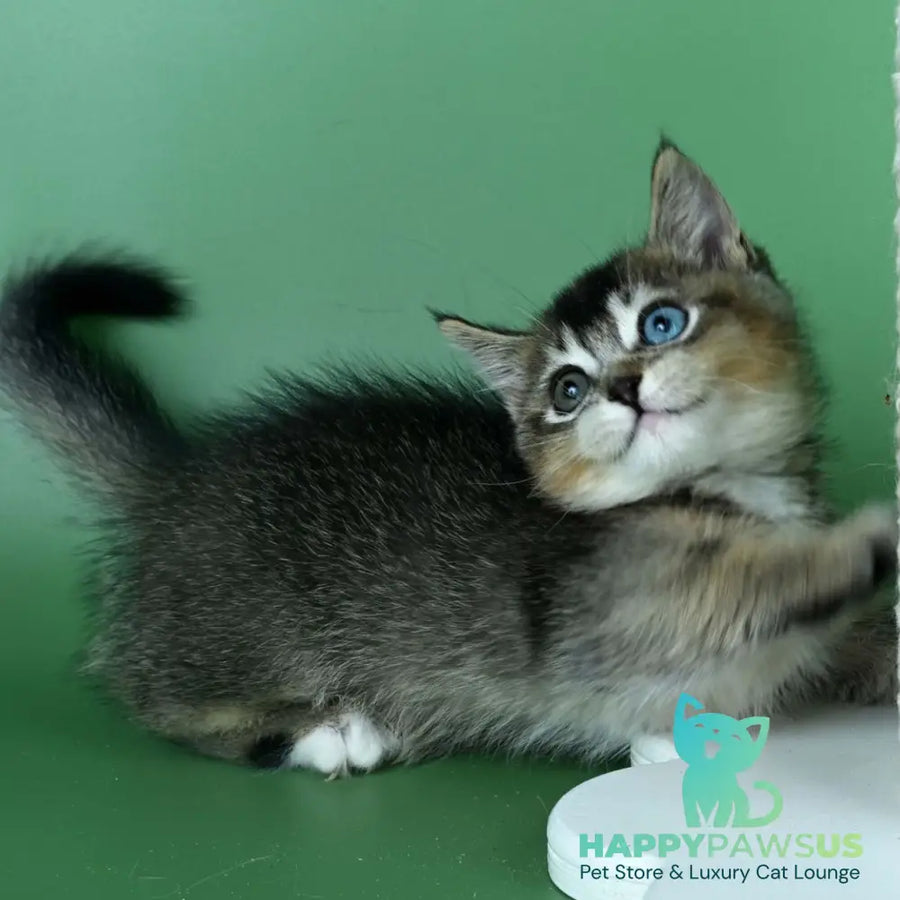 Kai Munchkin male black ticked tabby - live animals