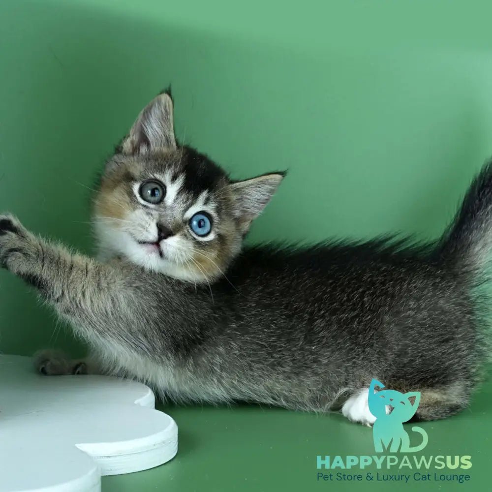 Kai Munchkin male black ticked tabby - live animals
