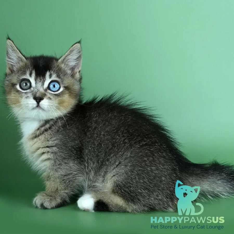 Kai Munchkin male black ticked tabby - live animals