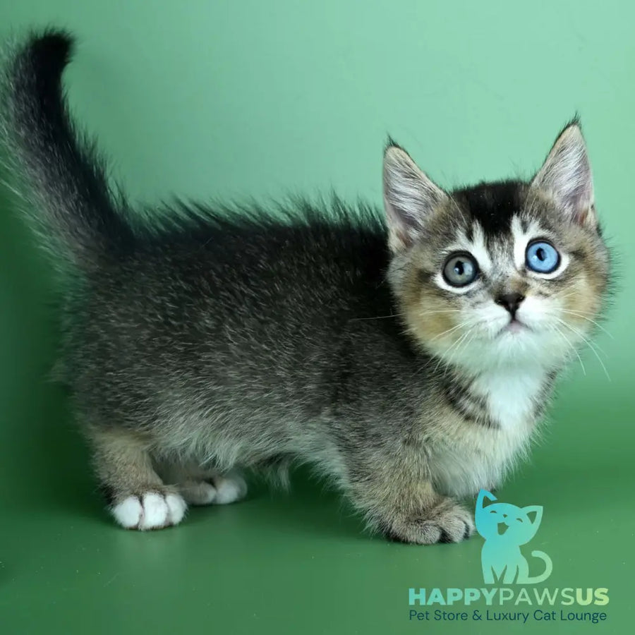 Kai Munchkin male black ticked tabby - live animals