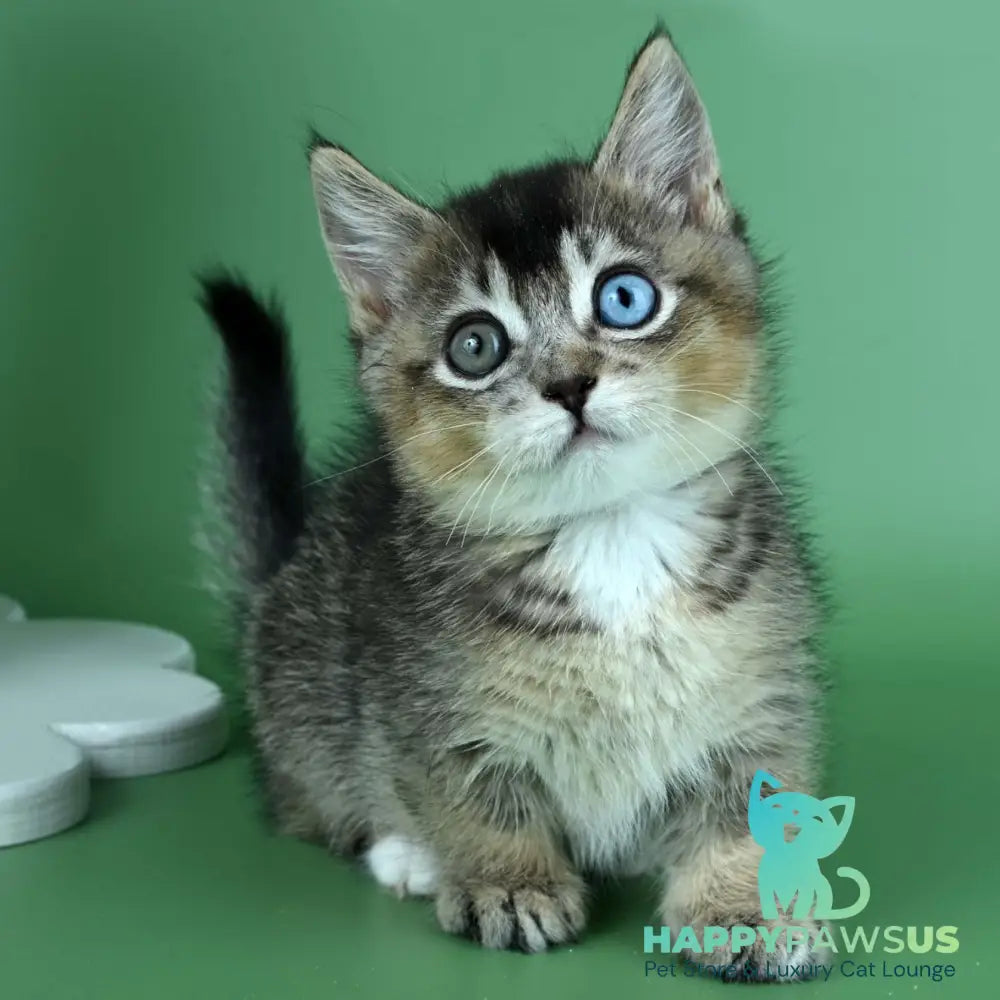 Kai Munchkin male black ticked tabby - live animals