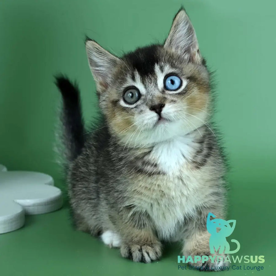 Kai Munchkin male black ticked tabby - live animals