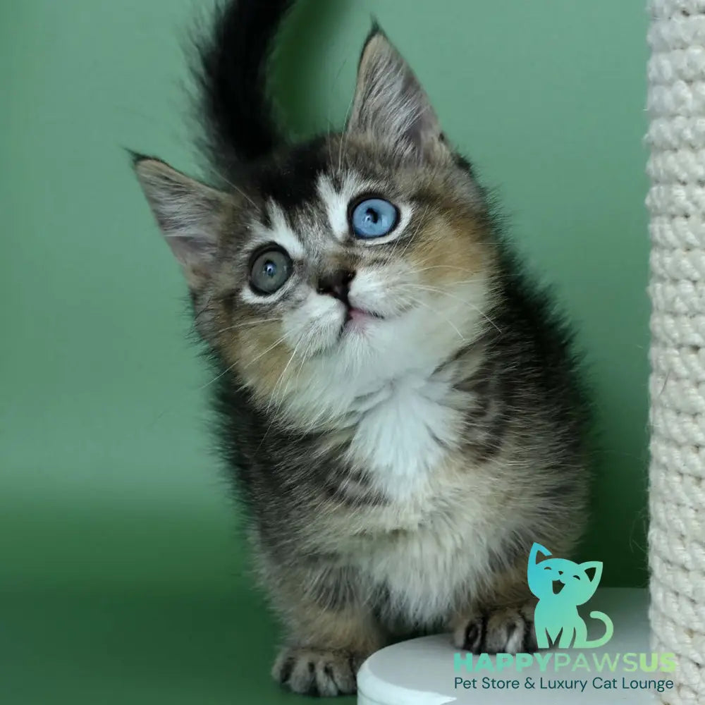 Kai Munchkin male black ticked tabby - live animals