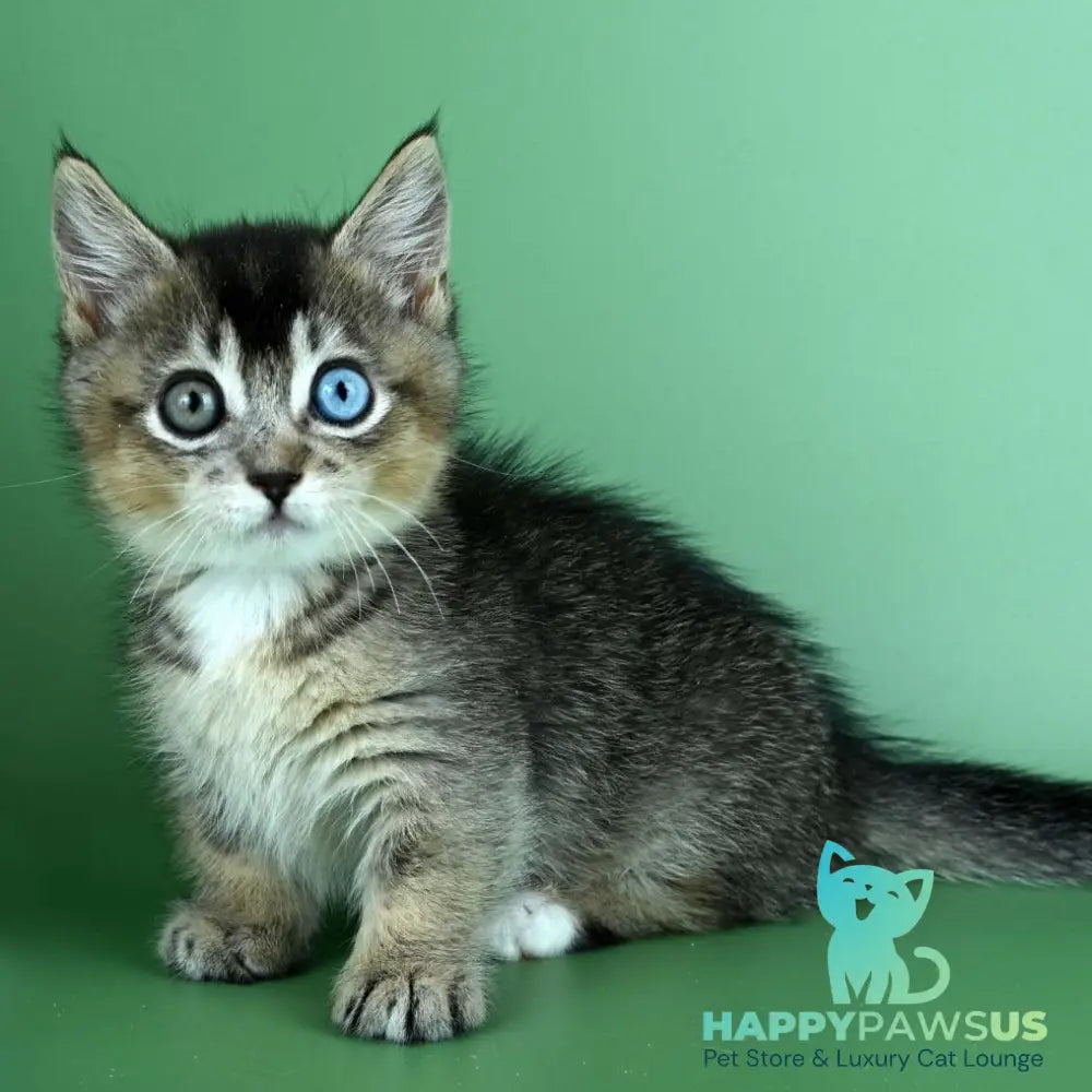 Kai Munchkin male black ticked tabby - live animals