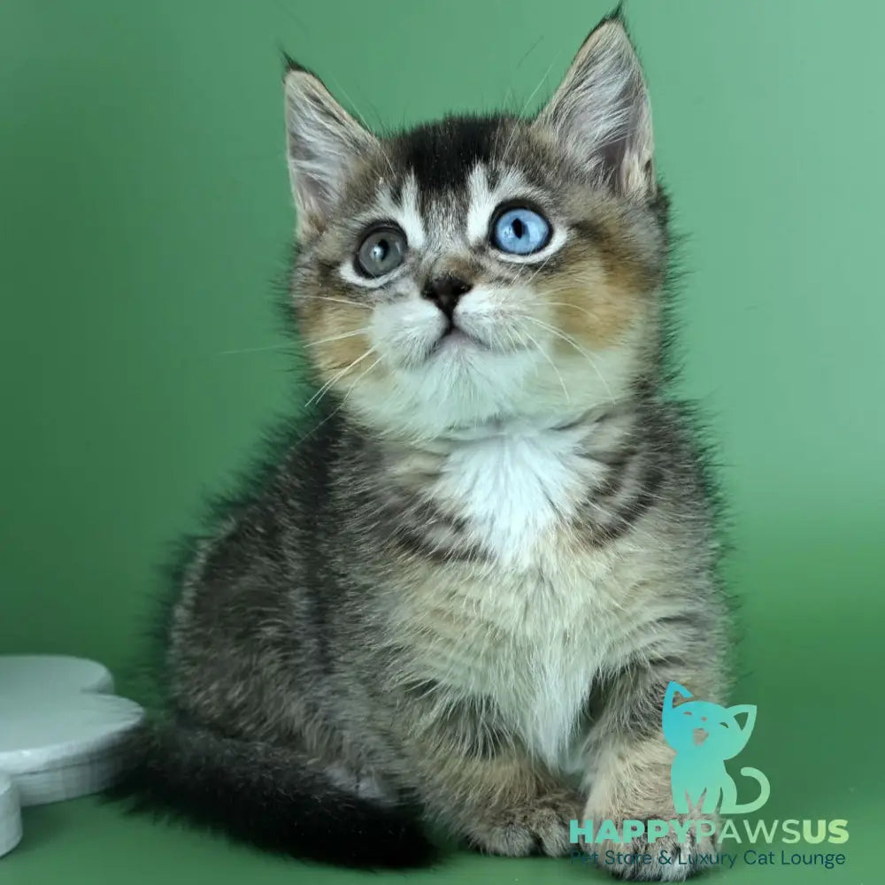 Kai Munchkin male black ticked tabby - live animals