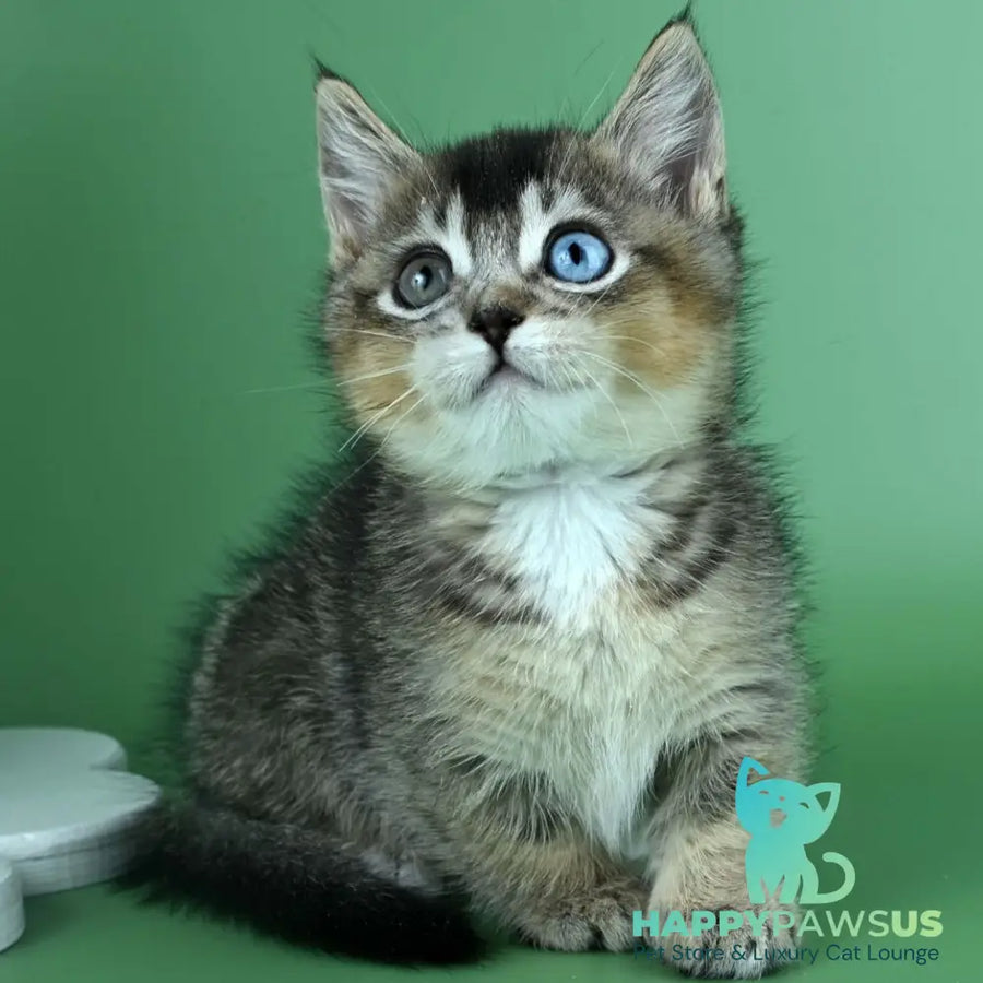 Kai Munchkin male black ticked tabby - live animals