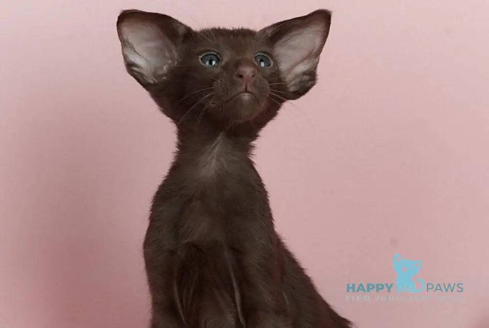 Kai Oriental Shorthair male chocolate live animals