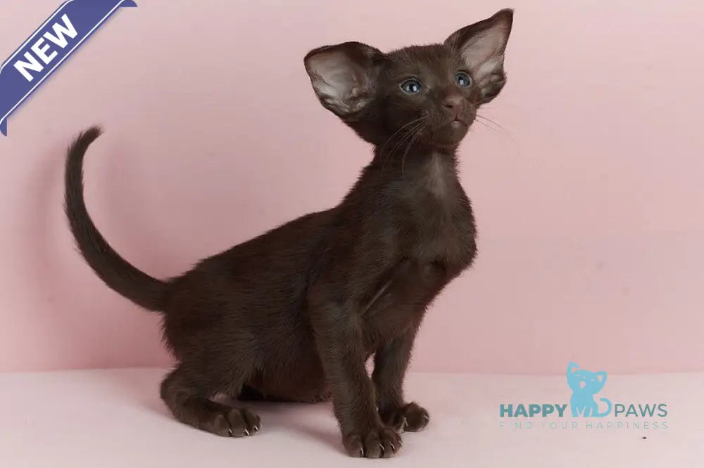 Kai Oriental Shorthair male chocolate live animals