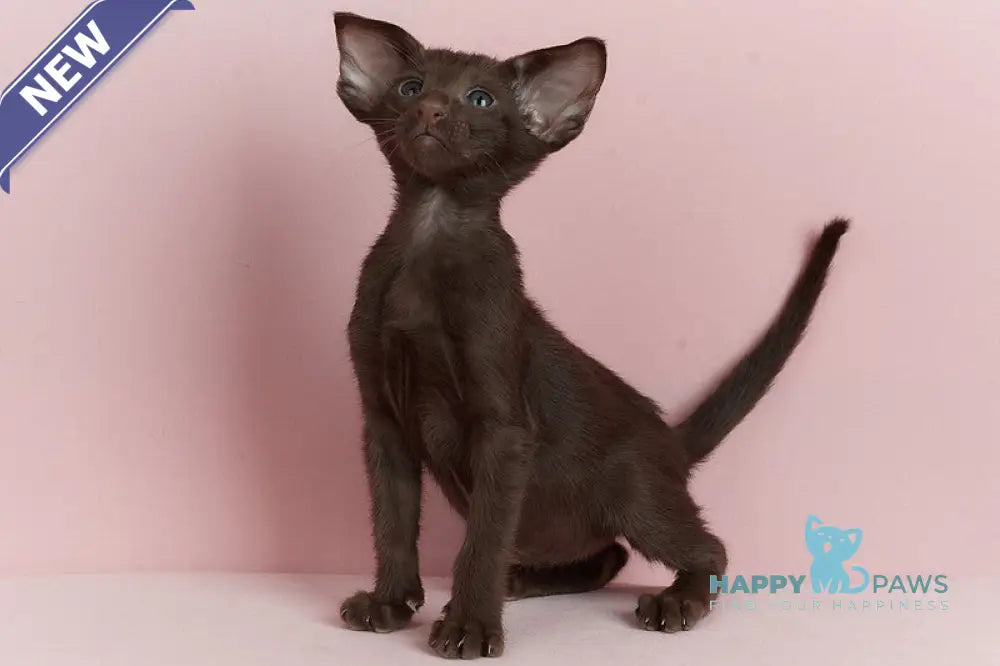 Kai Oriental Shorthair male chocolate live animals
