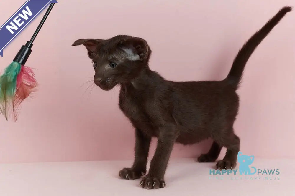 Kai Oriental Shorthair male chocolate live animals