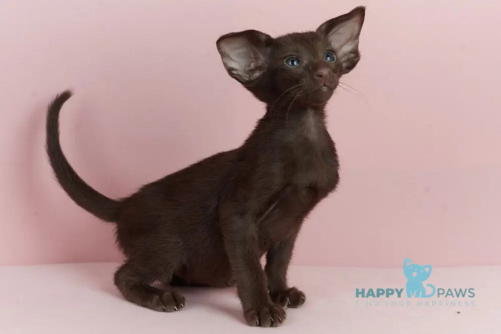 Kai Oriental Shorthair male chocolate live animals
