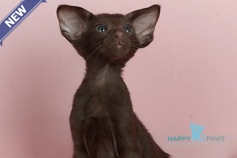 Kai Oriental Shorthair male chocolate live animals