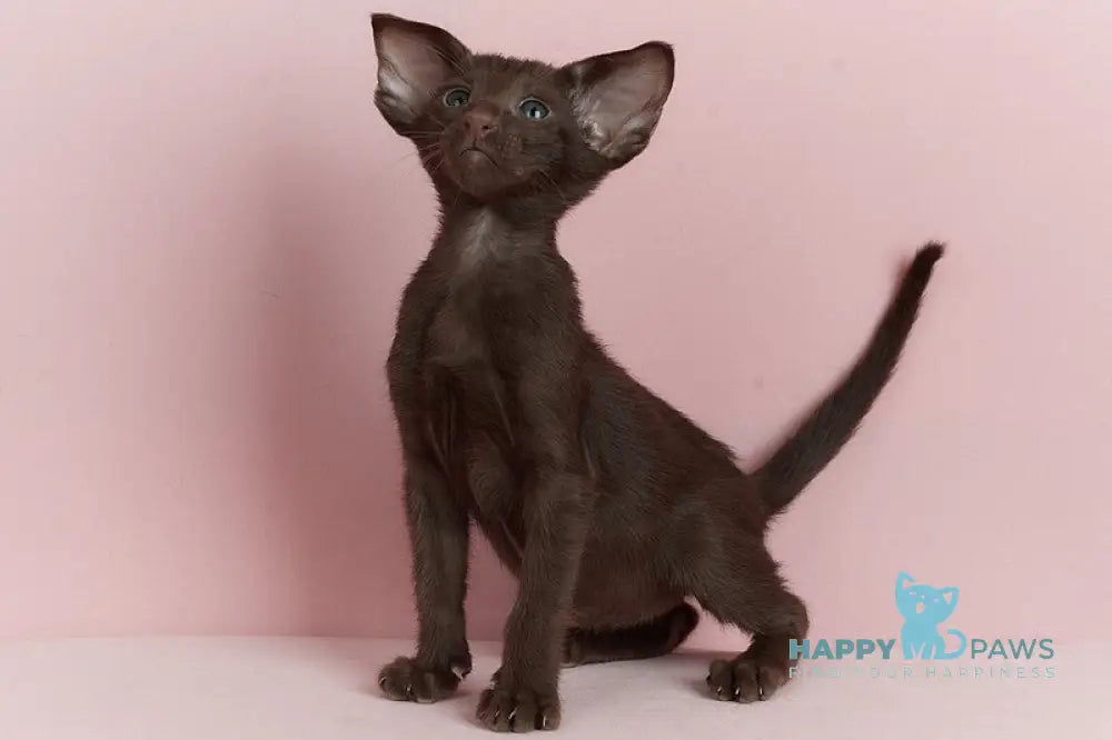 Kai Oriental Shorthair male chocolate live animals