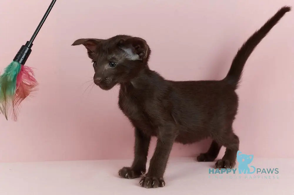 Kai Oriental Shorthair male chocolate live animals