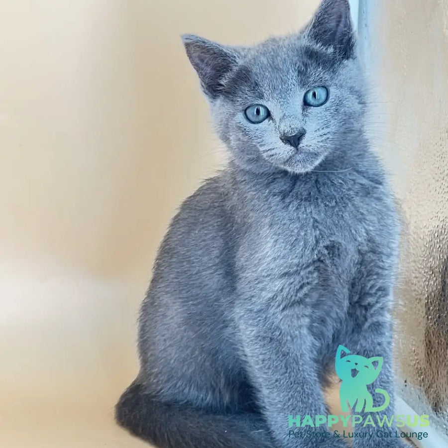 Kai Russian Blue male blue - live animals