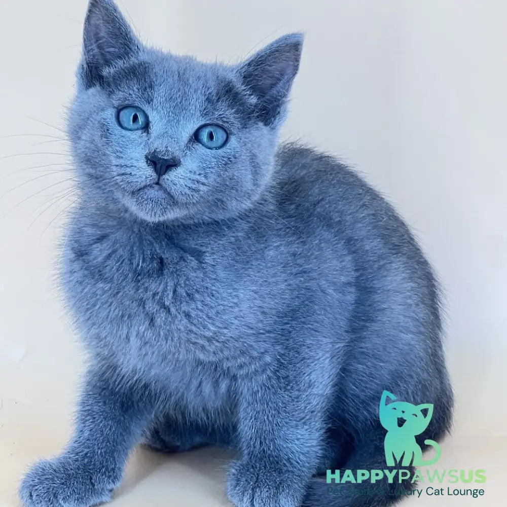 Kai Russian Blue male blue - live animals