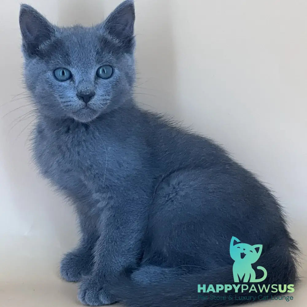 Kai Russian Blue male blue - live animals