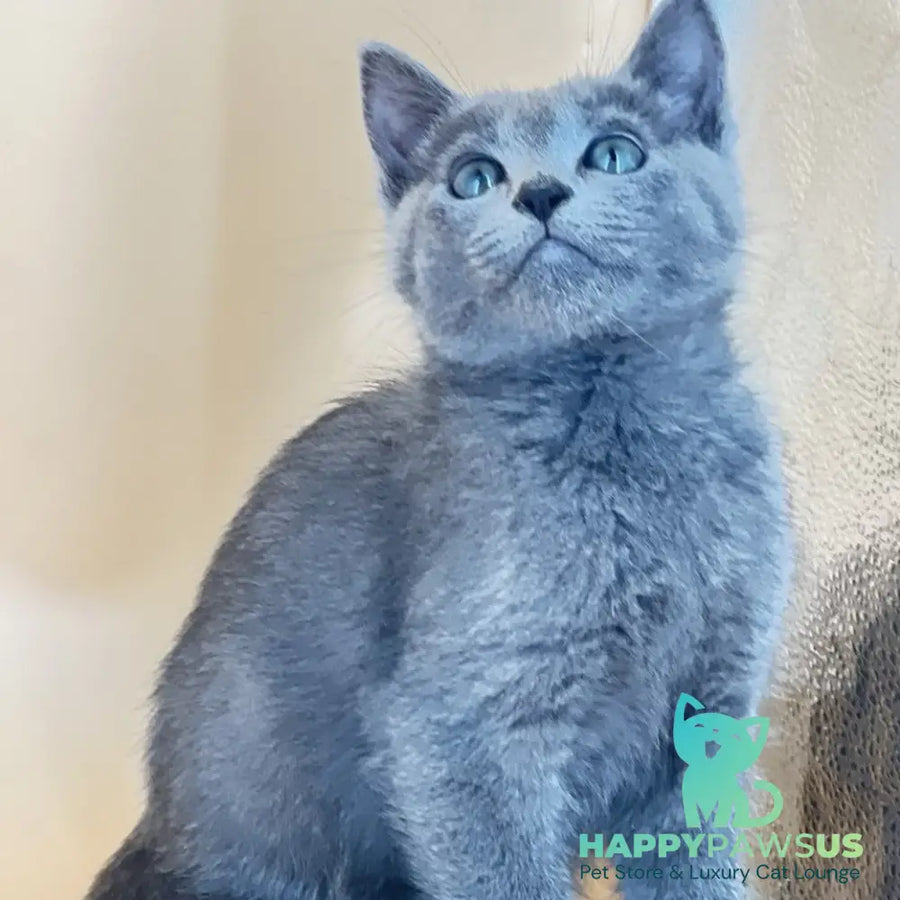 Kai Russian Blue male blue - live animals
