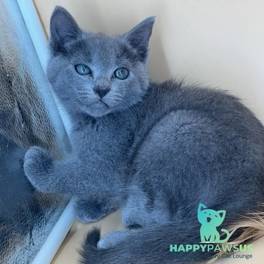 Kai Russian Blue male blue - live animals