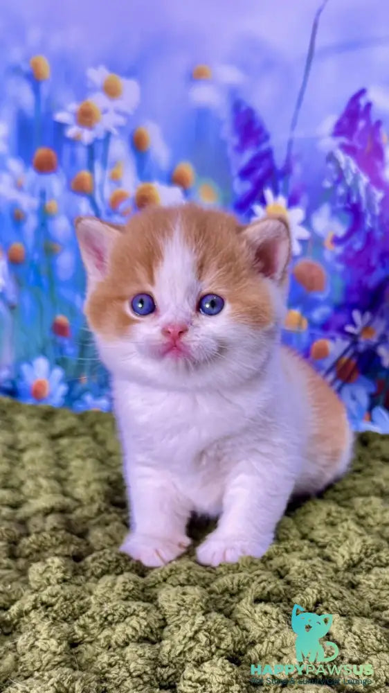 Kai Scottish Straight male red bicolour - live animals