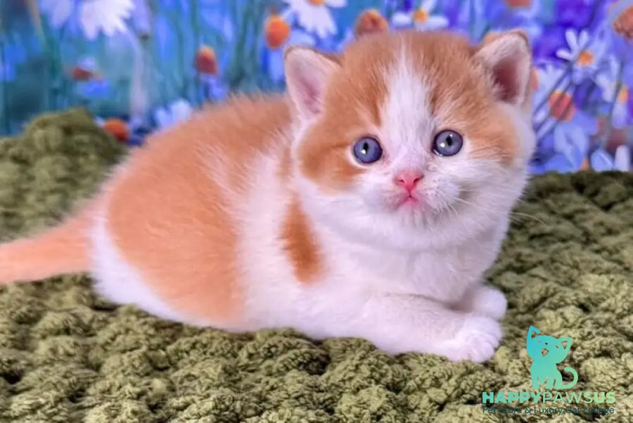 Kai Scottish Straight male red bicolour - live animals