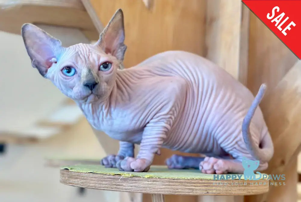 Kaia Canadian Sphynx female tortie pointed - live animals