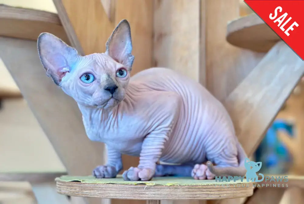 Kaia Canadian Sphynx female tortie pointed - live animals