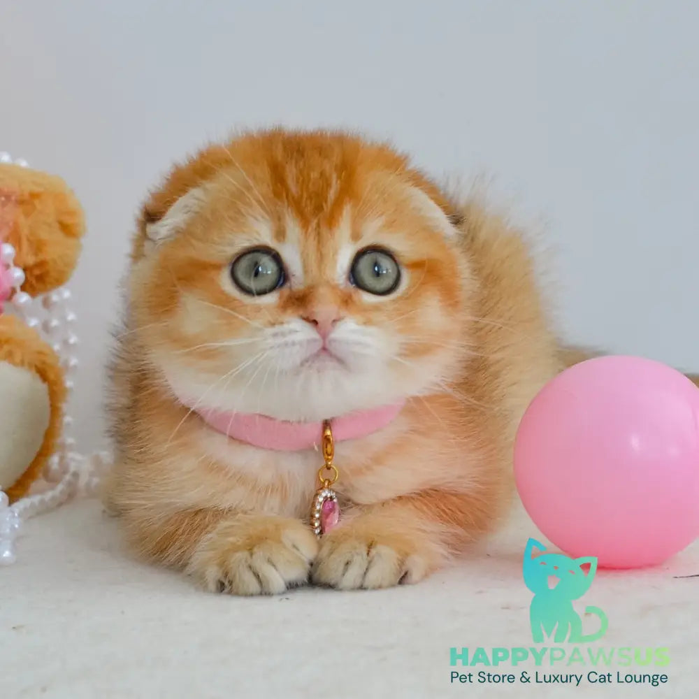 Kaia Scottish Fold female black golden shaded - live animals