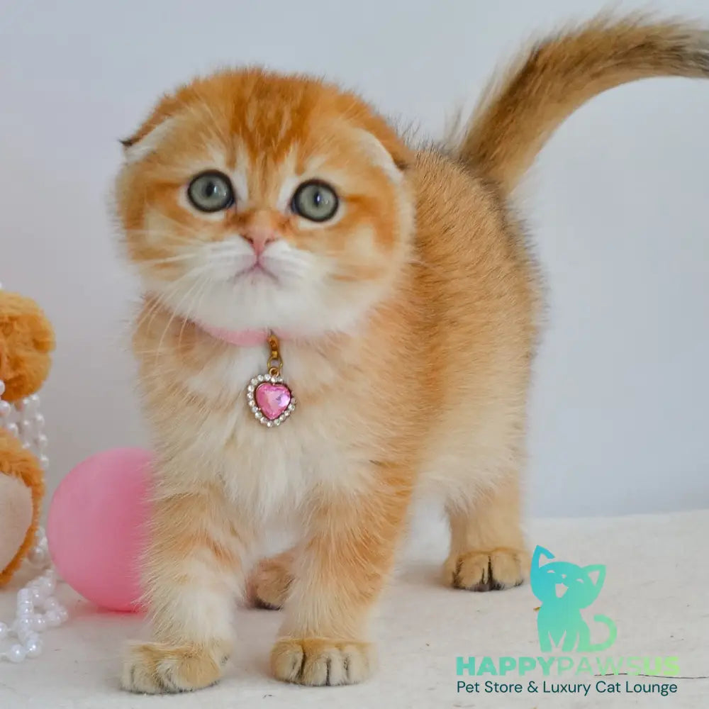 Kaia Scottish Fold female black golden shaded - live animals