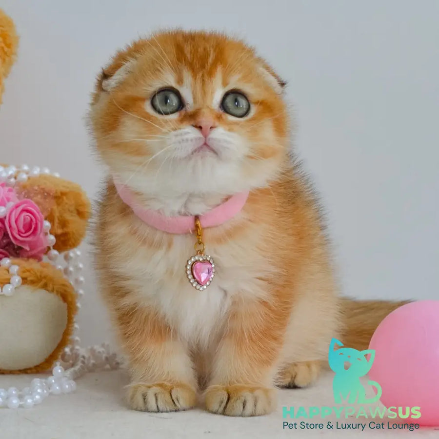 Kaia Scottish Fold female black golden shaded - live animals
