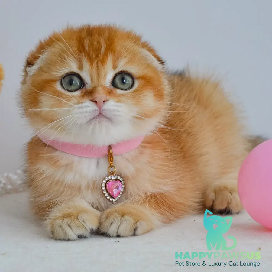 Kaia Scottish Fold female black golden shaded - live animals