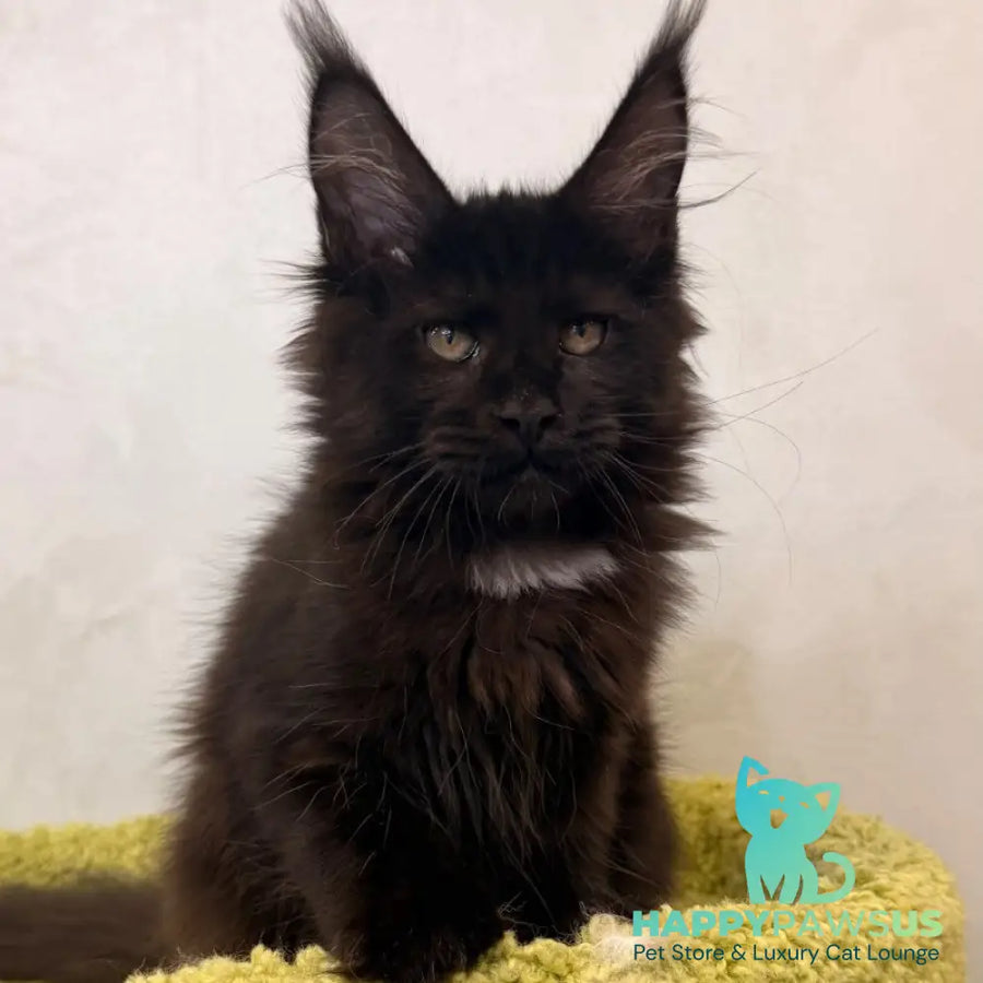 Kaida Maine Coon female black with white - live animals