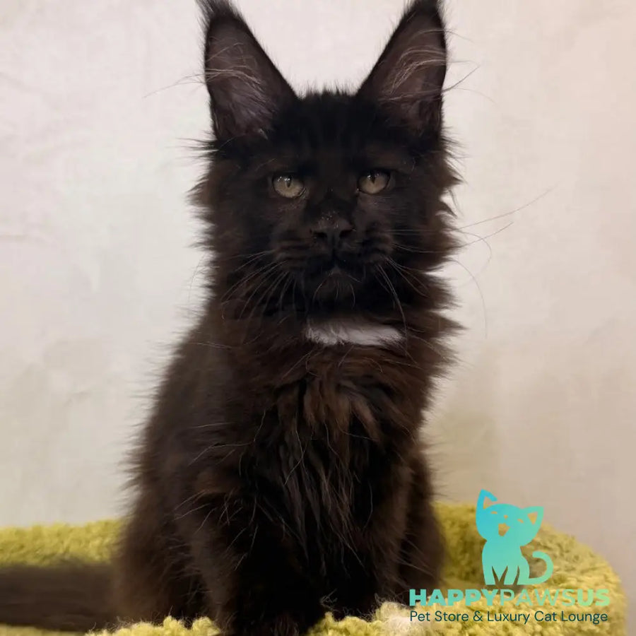 Kaida Maine Coon female black with white - live animals