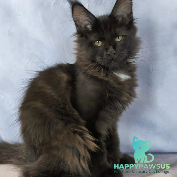 Kaida Maine Coon female black with white - live animals