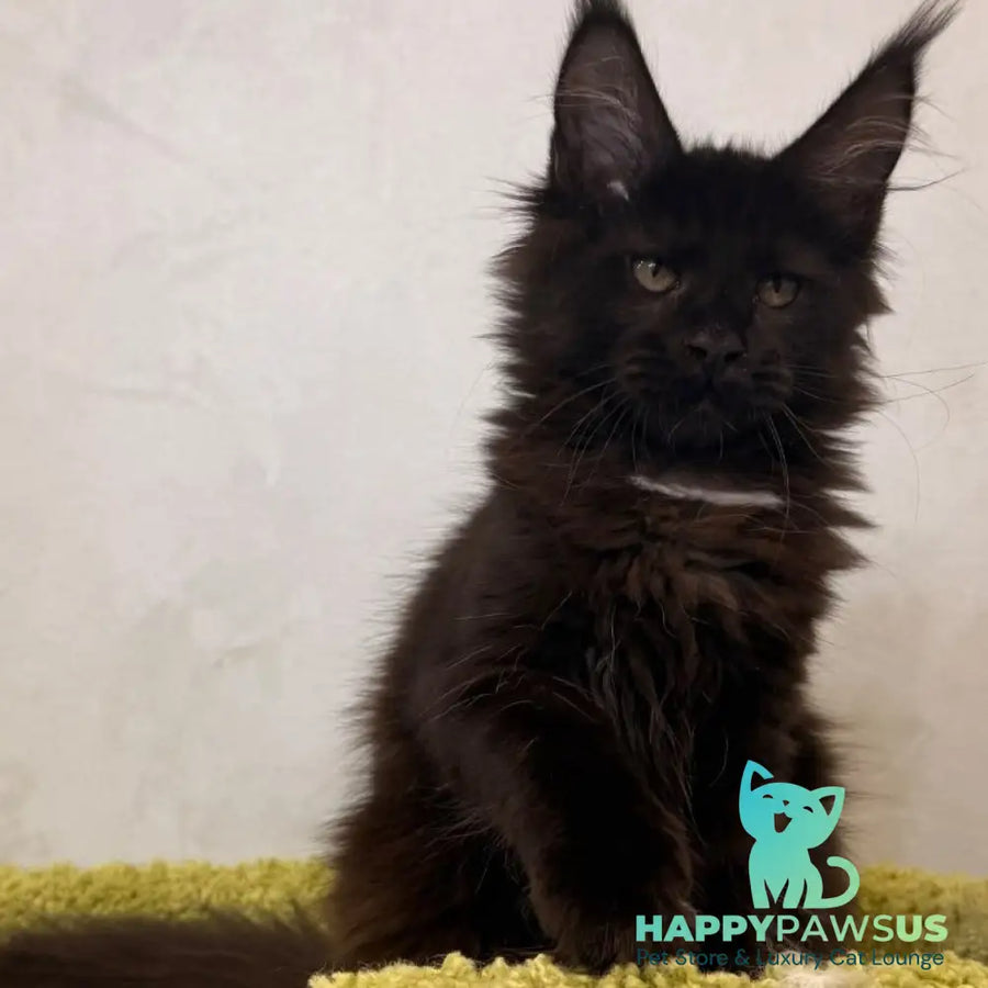Kaida Maine Coon female black with white - live animals