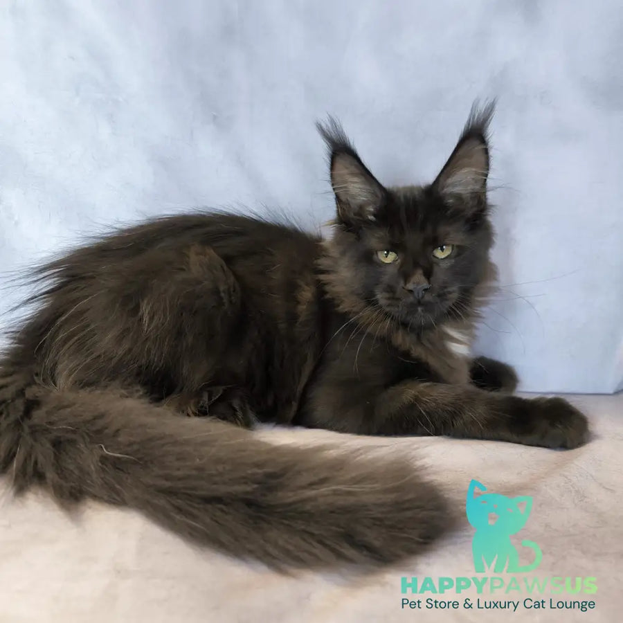 Kaida Maine Coon female black with white - live animals