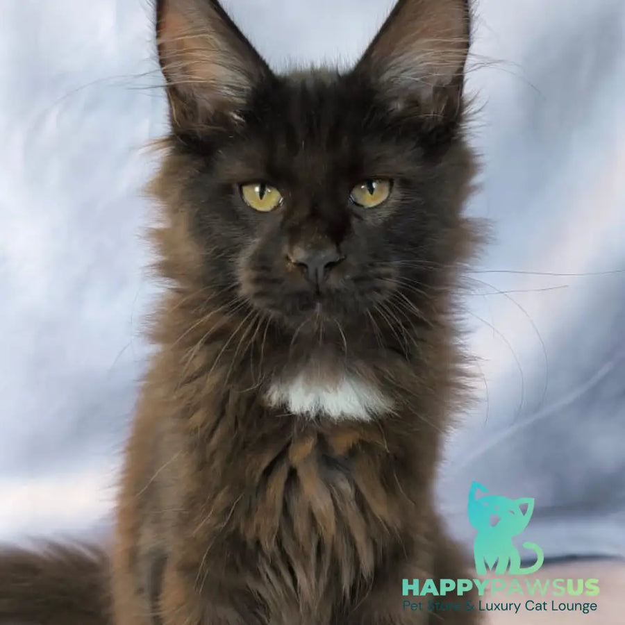 Kaida Maine Coon female black with white - live animals