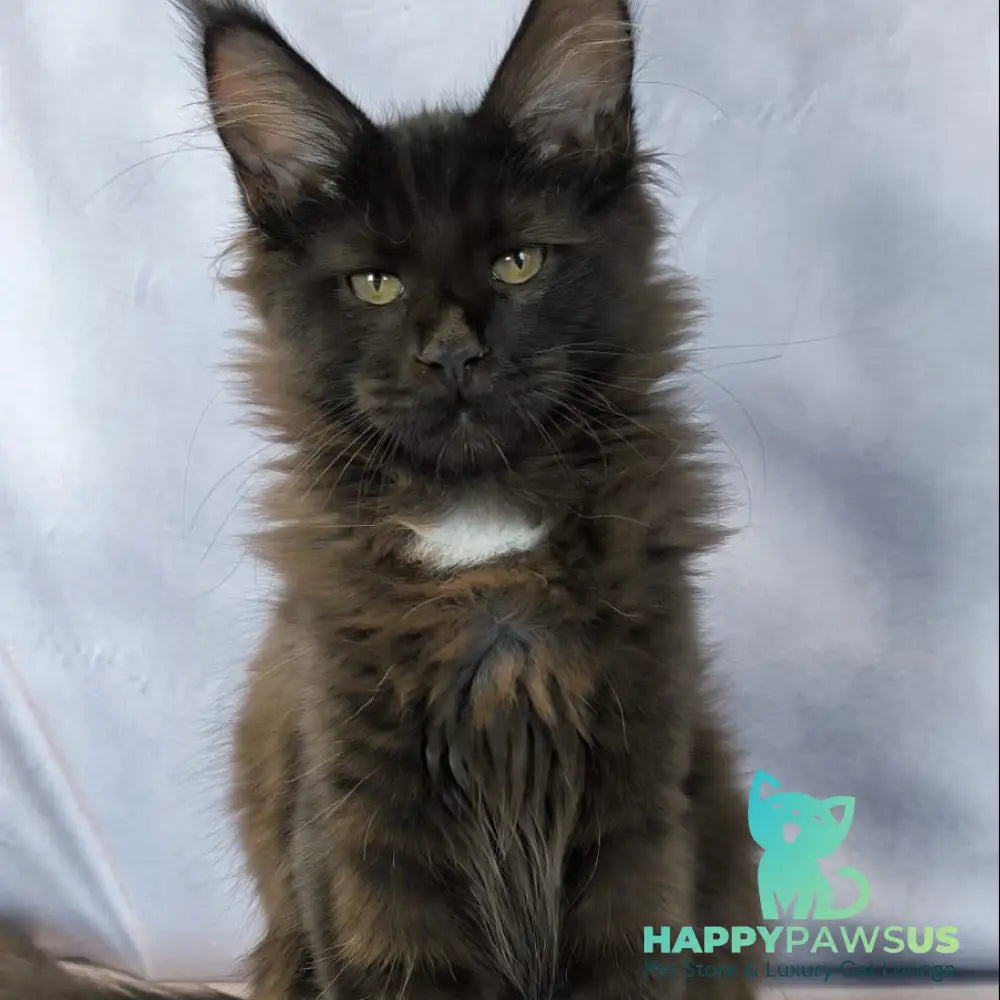 Kaida Maine Coon female black with white - live animals