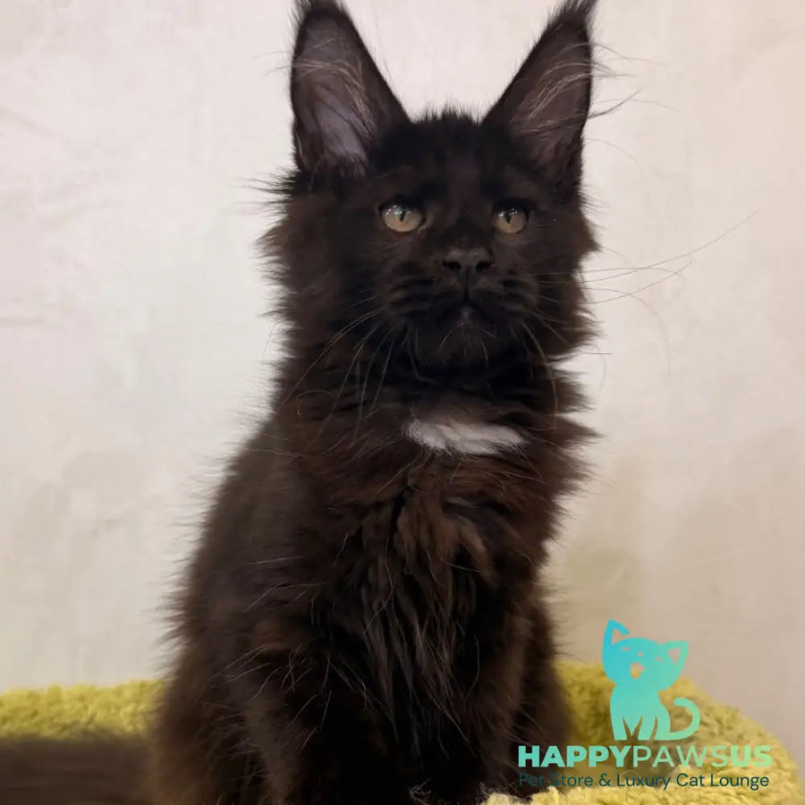 Kaida Maine Coon female black with white - live animals
