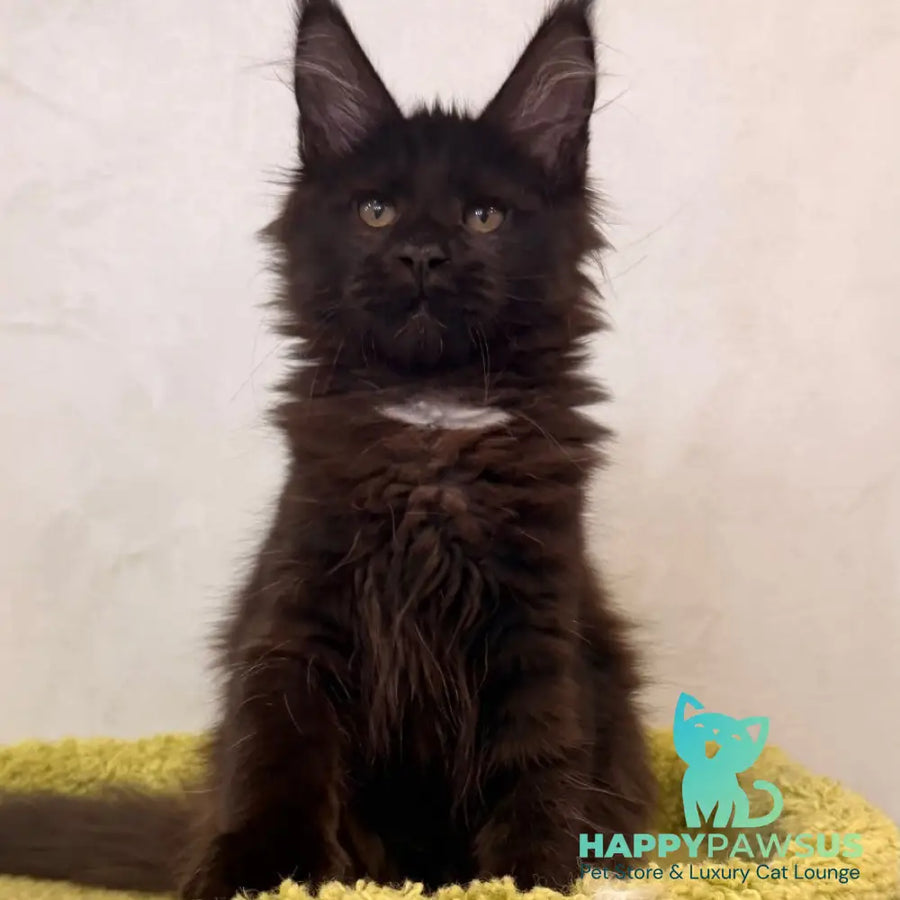 Kaida Maine Coon female black with white - live animals