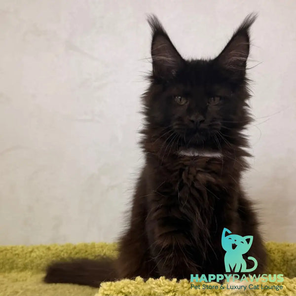Kaida Maine Coon female black with white - live animals