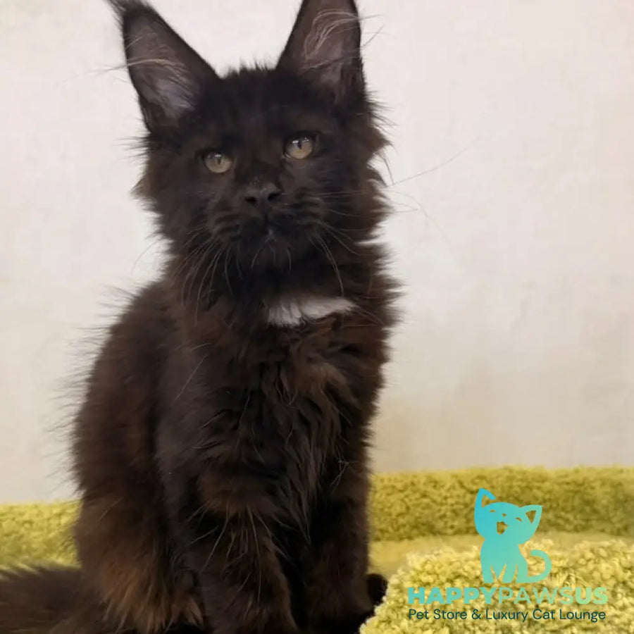 Kaida Maine Coon female black with white - live animals