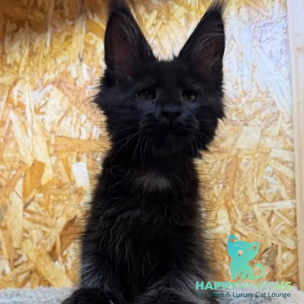 Kaida Maine Coon male black with white - live animals