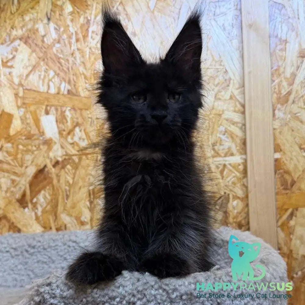 Kaida Maine Coon male black with white - live animals
