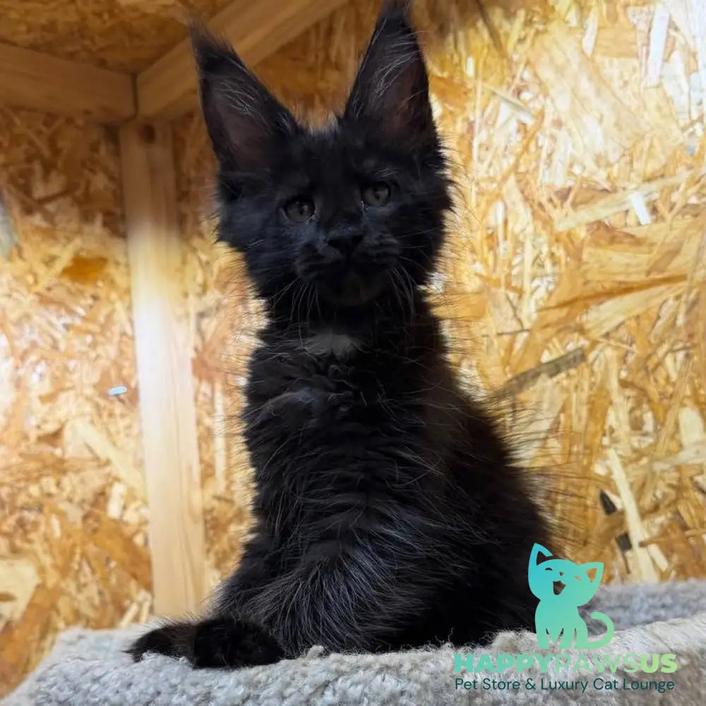 Kaida Maine Coon male black with white - live animals